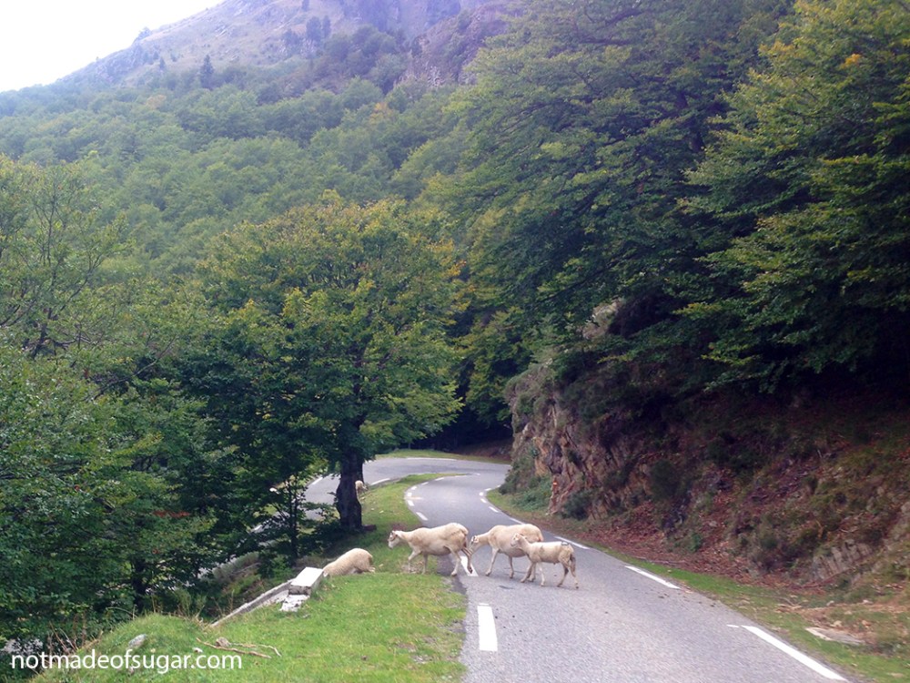 col_de_pailheres_sheep_1048.jpg