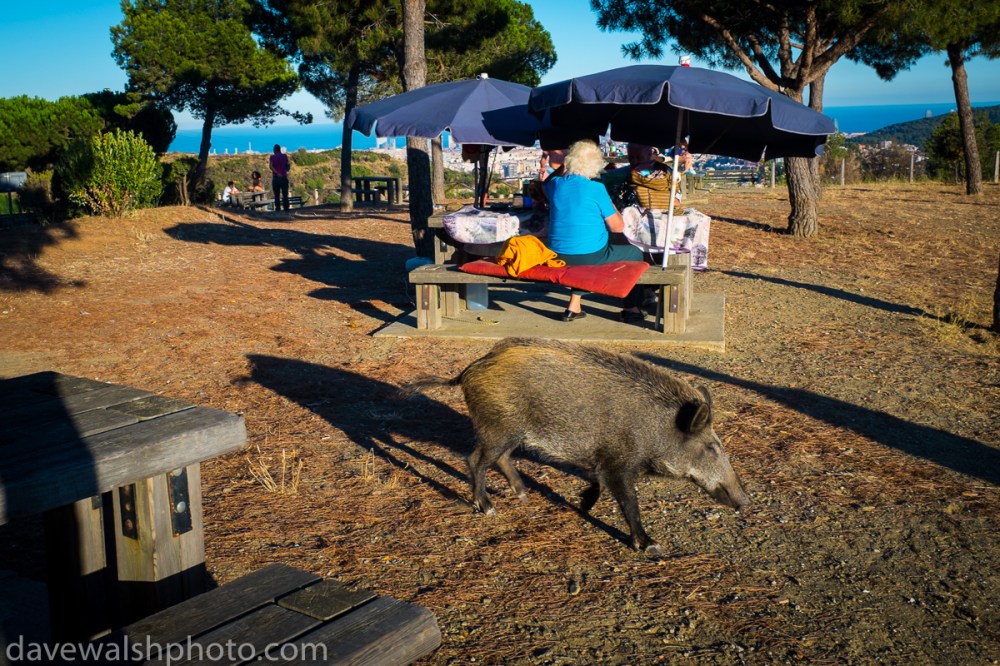Porc Senglar, Parc Natural de Collserola